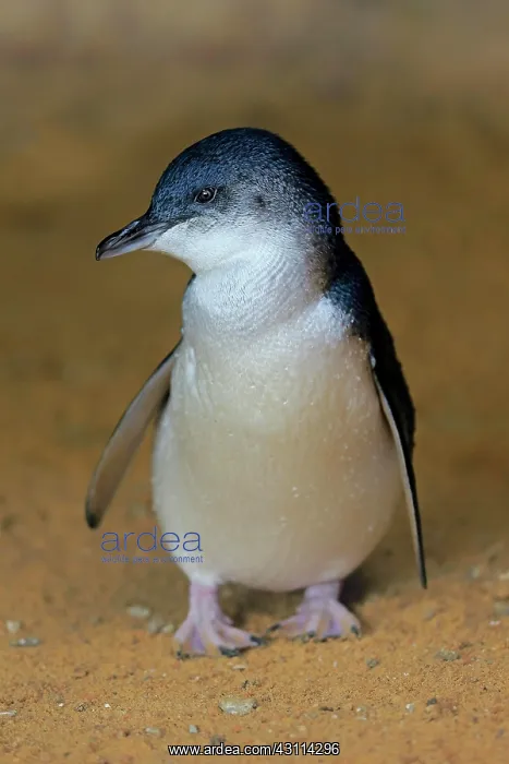 : Little penguin (Eudyptula minor), adult, on the : Little penguin (Eudyptula minor), adult, on the