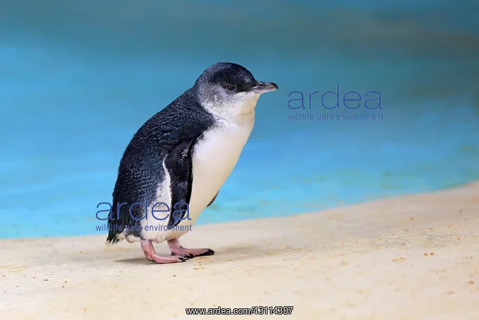 : Little penguin (Eudyptula minor), adult, on the : Little penguin (Eudyptula minor), adult, on the