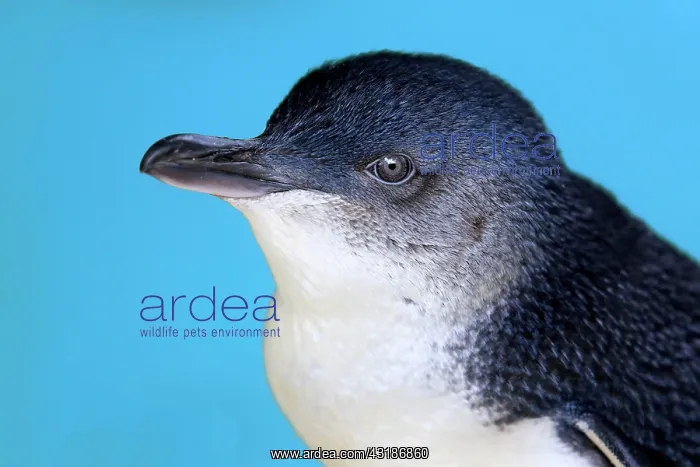: Little penguin (Eudyptula minor), adult, Kangaroo : Little penguin (Eudyptula minor), adult, Kangaroo