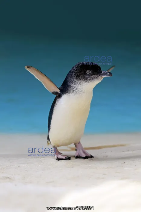 : Little penguin (Eudyptula minor), adult, Kangaroo : Little penguin (Eudyptula minor), adult, Kangaroo