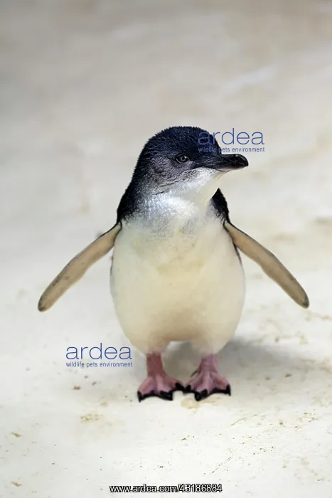 : Little penguin (Eudyptula minor), adult, Kangaroo : Little penguin (Eudyptula minor), adult, Kangaroo
