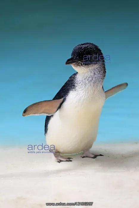 : Little penguin (Eudyptula minor), adult, Kangaroo : Little penguin (Eudyptula minor), adult, Kangaroo