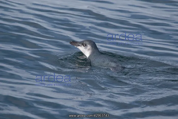 : Little Penguin / Fairy Penguin - swimming in Pelorous : Little Penguin / Fairy Penguin - swimming in Pelorous