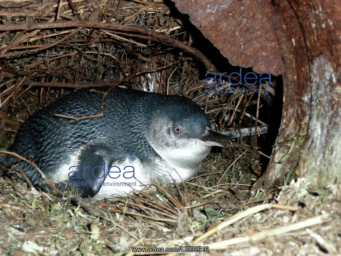 : Little Penguin - incubating eggs in burrow : Little Penguin - incubating eggs in burrow