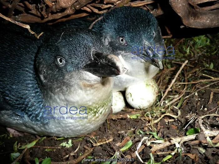 : Little Penguin - incubating eggs in burrow - male and female : Little Penguin - incubating eggs in burrow - male and female