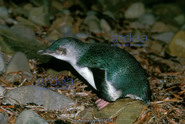 : Little Penguin - Kangaroo Island : Little Penguin - Kangaroo Island