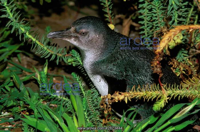 : Little Penguin - Kangaroo Island : Little Penguin - Kangaroo Island