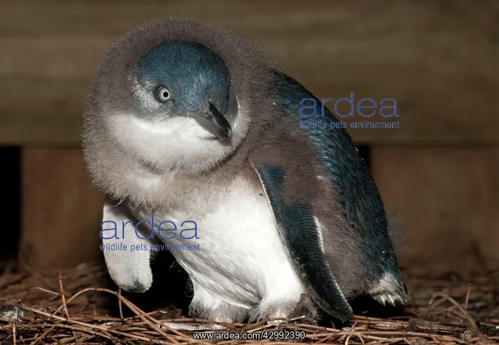: Little Penguin - nest box area where down-covered chick wait : Little Penguin - nest box area where down-covered chick wait