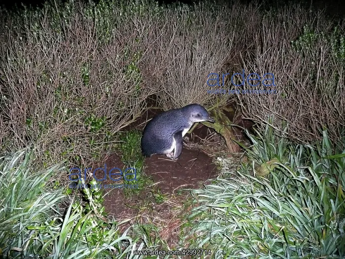 : Little Penguin - outside burrow hidden under grass and bush : Little Penguin - outside burrow hidden under grass and bush