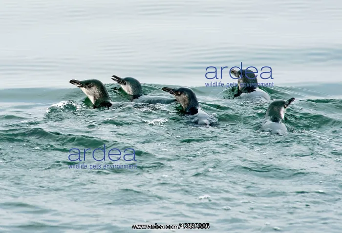 : LIttle Penguin - surfacing during feeding : LIttle Penguin - surfacing during feeding