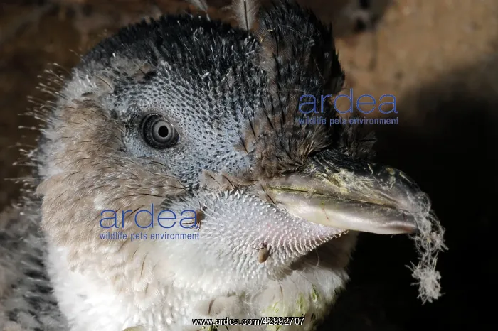: Little Penguin - ticks on moulting adult : Little Penguin - ticks on moulting adult