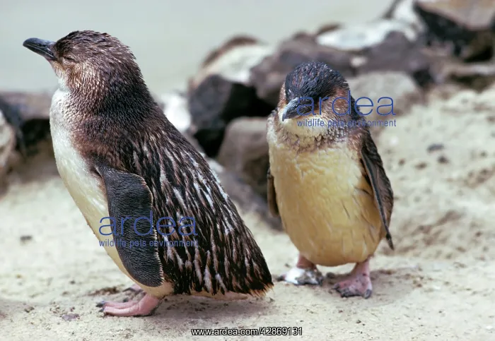 : Little Penguins : Little Penguins