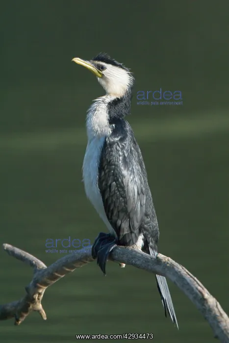 : Little Pied Cormorant : Little Pied Cormorant