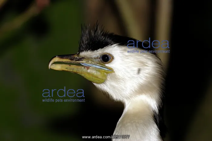 : Little pied cormorant : Little pied cormorant