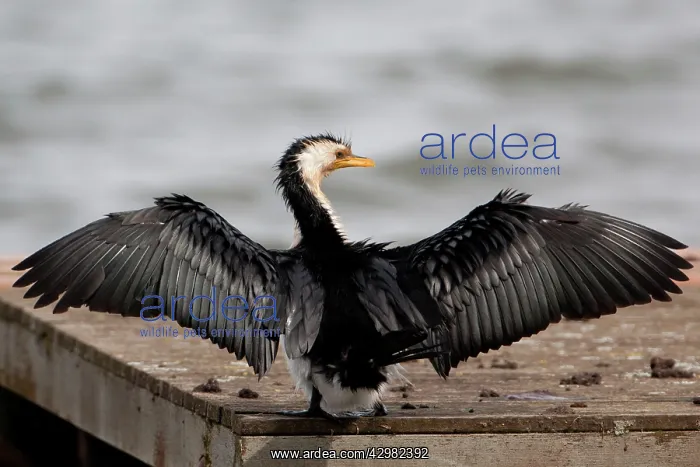 : Little Pied Cormorant : Little Pied Cormorant