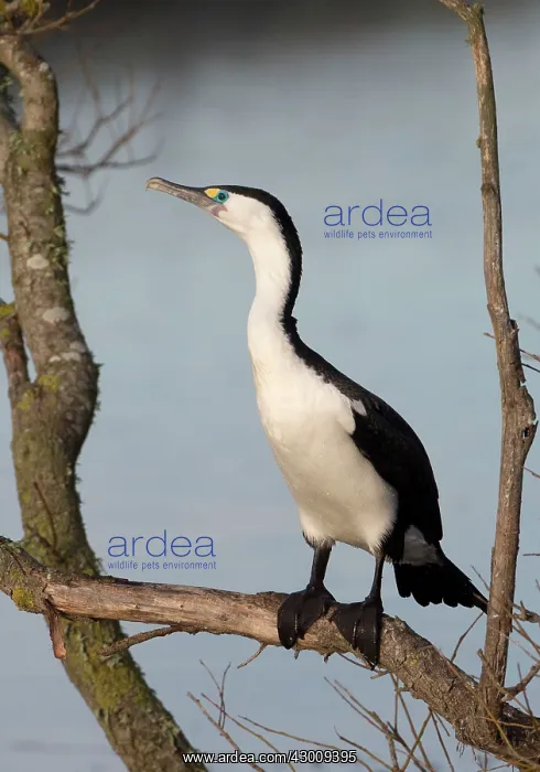 : Little Pied Cormorant : Little Pied Cormorant