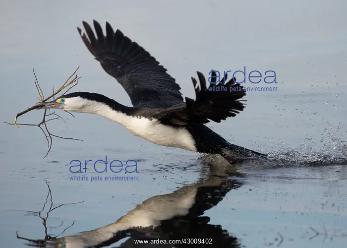 : Little Pied Cormorant : Little Pied Cormorant