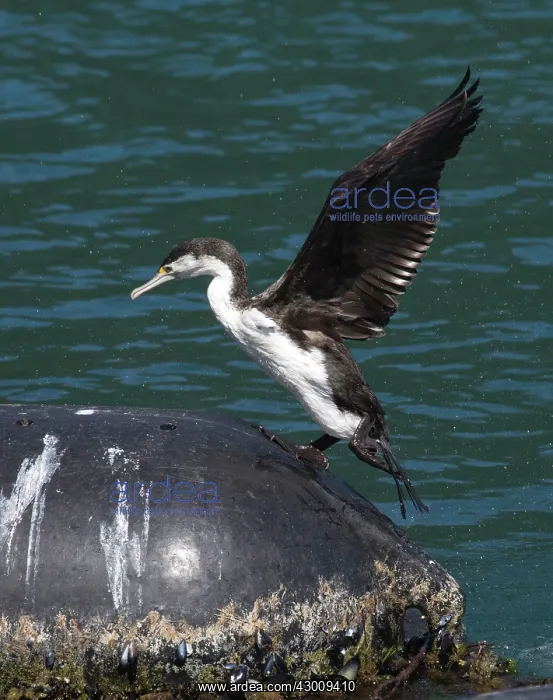 : Little Pied Cormorant : Little Pied Cormorant