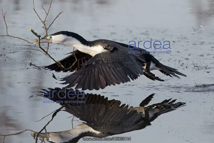 : Little Pied Cormorant : Little Pied Cormorant
