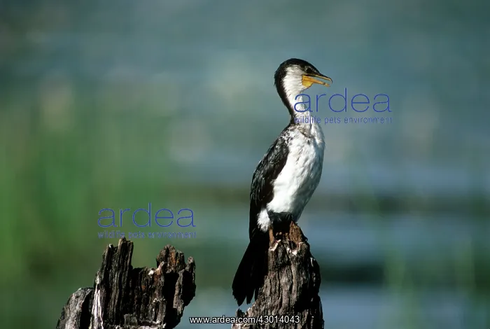 : Little Pied Cormorant : Little Pied Cormorant