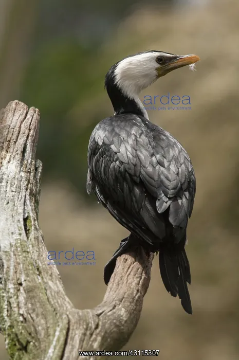 : Little Pied Cormorant : Little Pied Cormorant