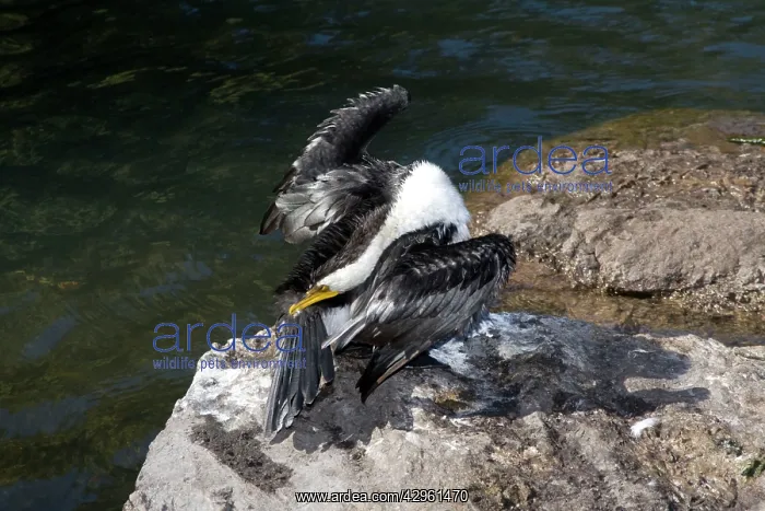 : Little Pied Cormorant - gathers oil from its preen : Little Pied Cormorant - gathers oil from its preen
