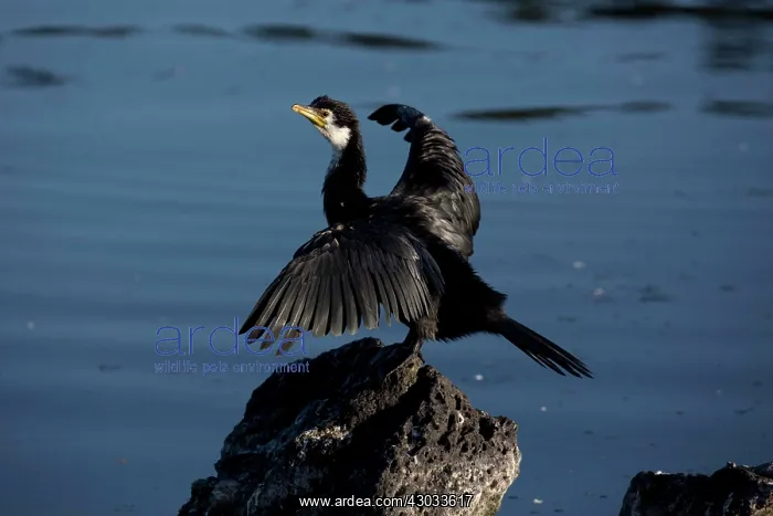 : Little Pied Cormorant - Perched on a rock with wings : Little Pied Cormorant - Perched on a rock with wings