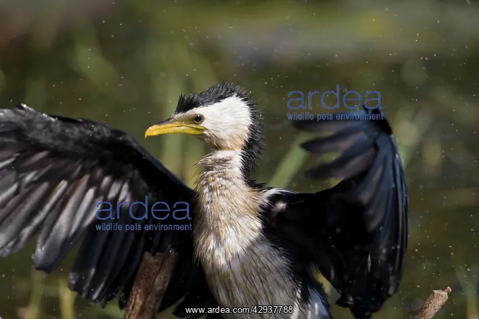 : Little Pied Cormorant - shaking feathers : Little Pied Cormorant - shaking feathers