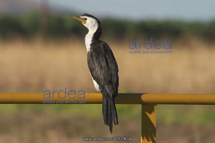 : Little Pied Cormorant - Smallest Australian cormorant : Little Pied Cormorant - Smallest Australian cormorant