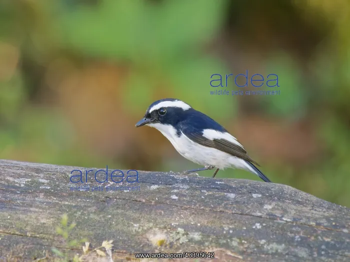 : Little Pied Flycatcher Ficedula westermanni Saba : Little Pied Flycatcher Ficedula westermanni Saba