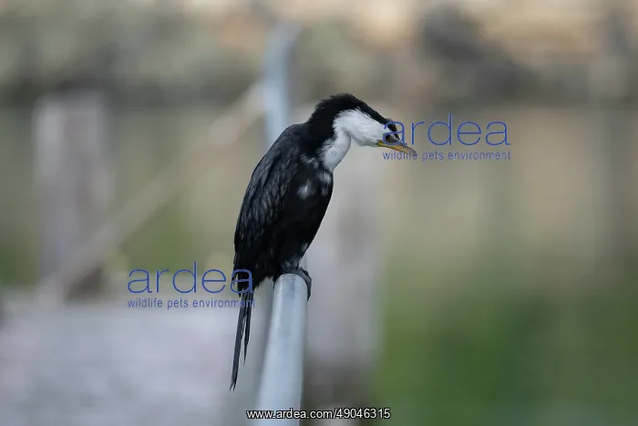 : Little Pied Shag : Little Pied Shag