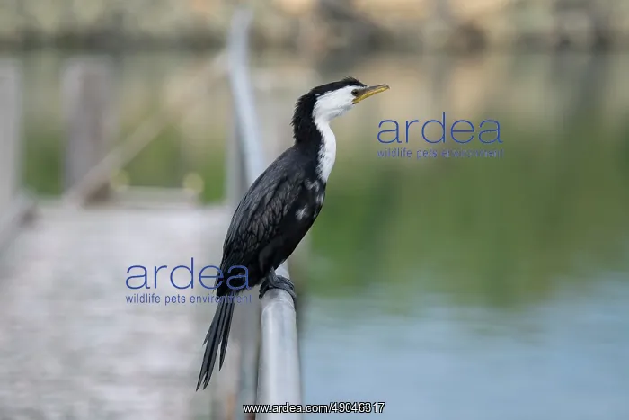 : Little Pied Shag : Little Pied Shag