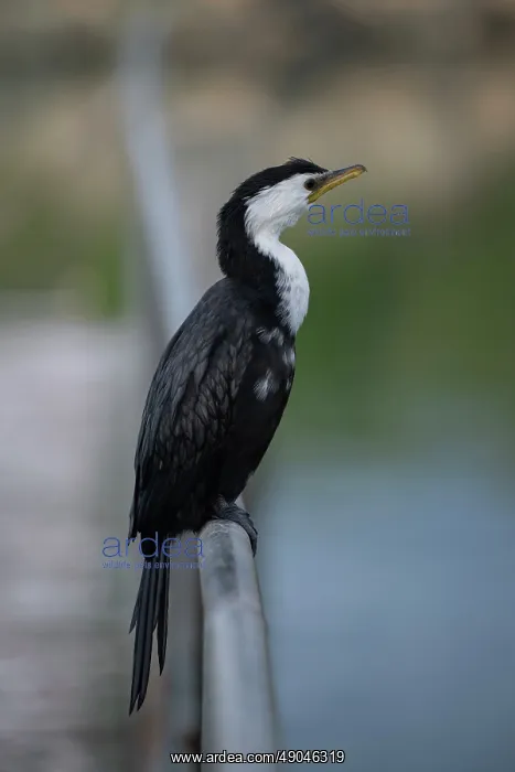 : Little Pied Shag : Little Pied Shag