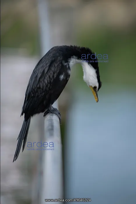 : Little Pied Shag : Little Pied Shag