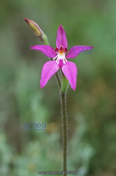 : Little Pink Fairy Orchid : Little Pink Fairy Orchid