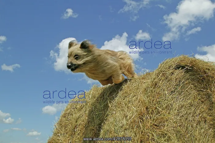 : Little Pyrenean Sheepdog - Jumping over hay bale : Little Pyrenean Sheepdog - Jumping over hay bale
