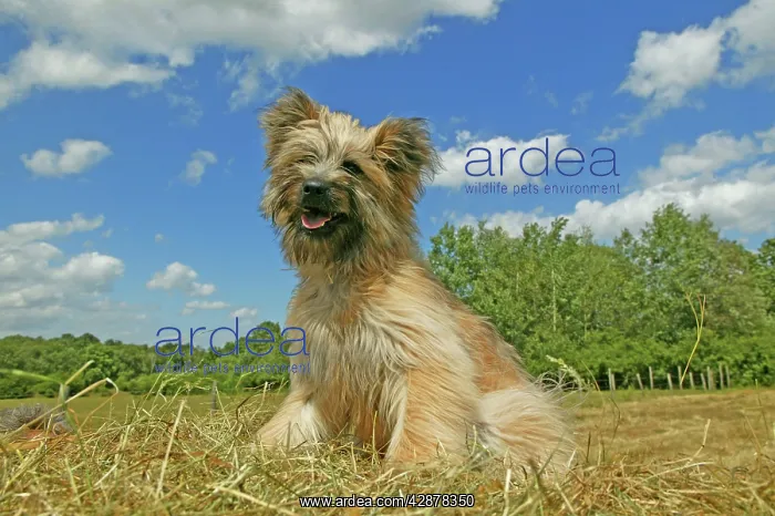  : Little Pyrenean Sheepdog - Sitting down