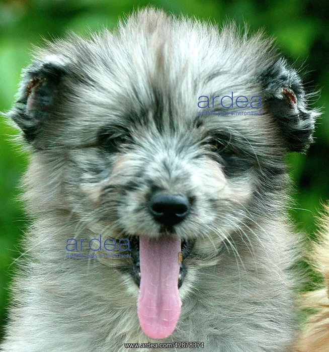 : Little Pyrennean Sheepdog - With clipped ears : Little Pyrennean Sheepdog - With clipped ears