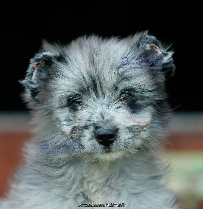 : Little Pyrennean Sheepdog - Puppy with clipped ears : Little Pyrennean Sheepdog - Puppy with clipped ears