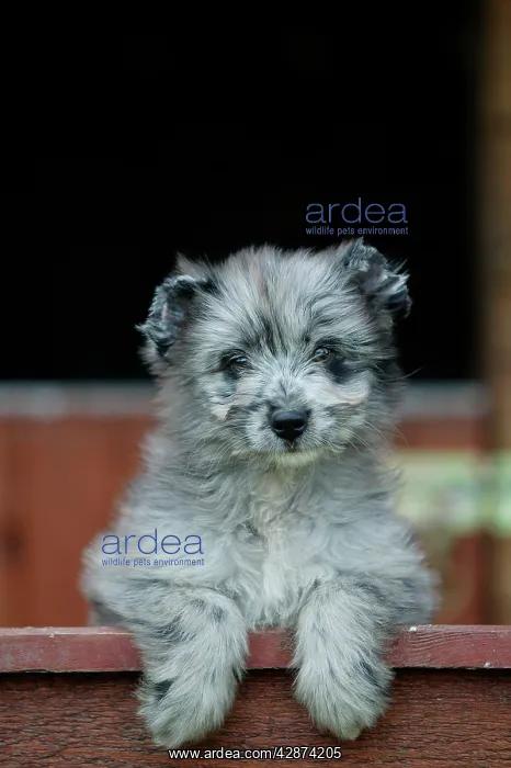 : Little Pyrennean Sheepdog - Puppy looking over fence : Little Pyrennean Sheepdog - Puppy looking over fence