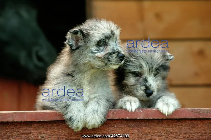 : Little Pyrennean Sheepdogs - Looking over fence : Little Pyrennean Sheepdogs - Looking over fence