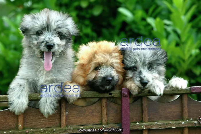 : Little Pyrennean Sheepdogs - Looking over fence : Little Pyrennean Sheepdogs - Looking over fence