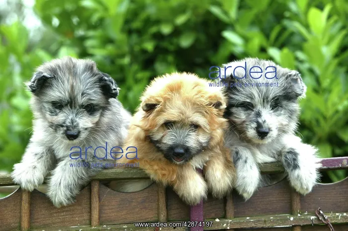 : Little Pyrennean Sheepdogs - Puppies looking over fence : Little Pyrennean Sheepdogs - Puppies looking over fence
