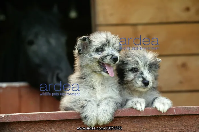 : Little Pyrennean Sheepdogs - Puppies looking over fence : Little Pyrennean Sheepdogs - Puppies looking over fence