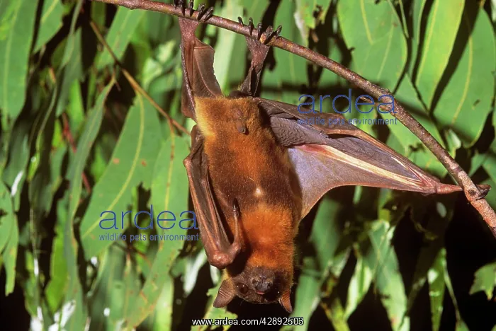 : Little Red Flying-Fox : Little Red Flying-Fox