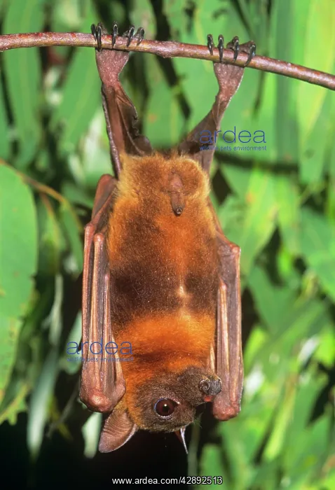 : Little Red Flying Fox : Little Red Flying Fox