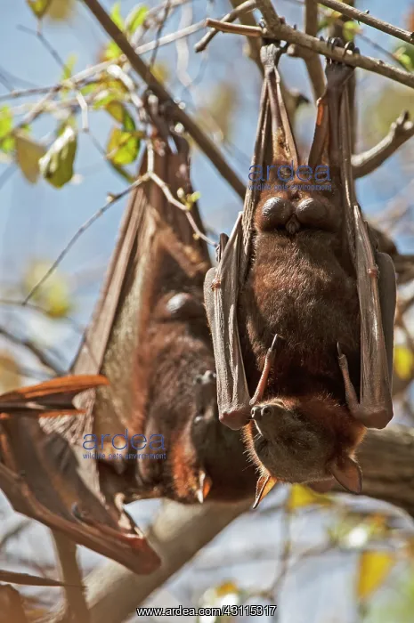 : Little Red Flying Fox : Little Red Flying Fox