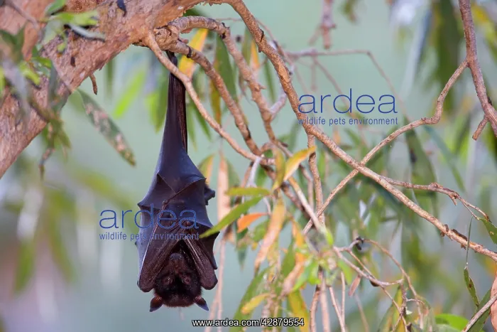  : Little Red Flying-Fox - adult roosts in a colony
