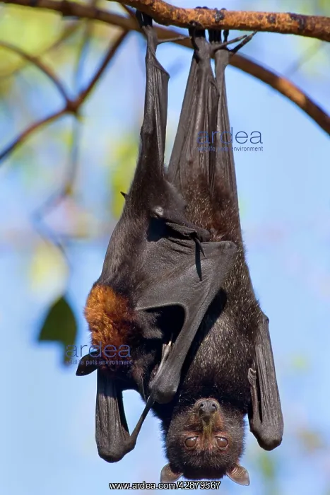 : Little Red Flying-Fox - adult roosts in a colony : Little Red Flying-Fox - adult roosts in a colony