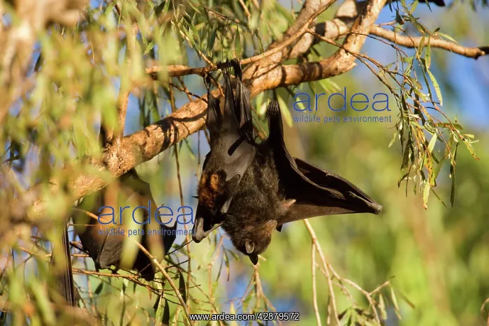  : Little Red Flying-Fox - adult roosts in a colony